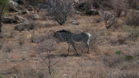 Zebras-In-Einem-Kenianischen-Nationalpark