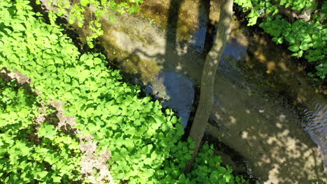 Ein-Low-Angle-Shot-Zum-Start,-über-Einen-Zugewachsenen-Wanderweg-Mit-Einer-Drohne