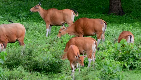 El-Banteng-O-Tembadau,-Es-Un-Ganado-Salvaje-Que-Se-Encuentra-En-El-Sudeste-Asiático-Y-Se-Extinguió-En-Algunos-Países