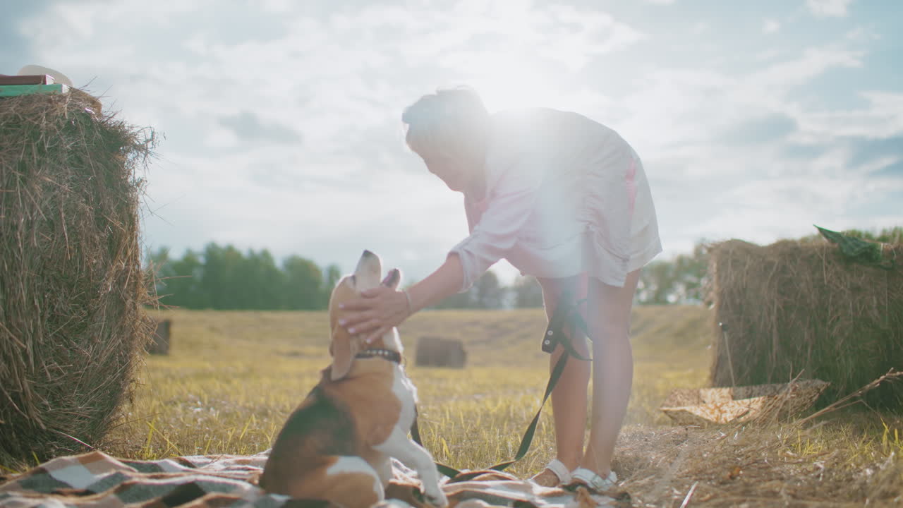 비글 개는 피크닉 담요에 앉아 있으며, 주인이 부드럽게 머리를 만지고, 줄을 들고, 따뜻한 빛은  어리로 시골의 분위기를 조성합니다.
