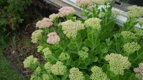 flower garden- top down view of the green flower in the backyard