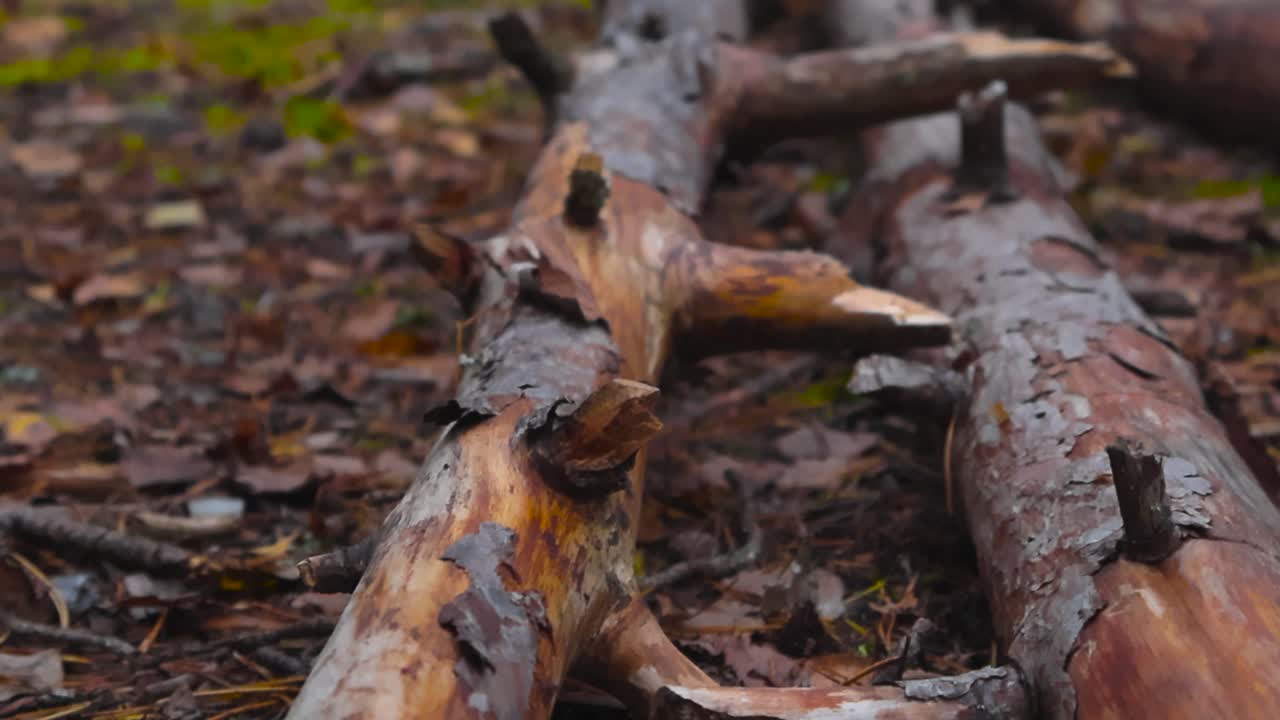 Camera gliding and moving over some fallen pine trees that are brown and decaying in focus and footage slowly moves up revealing the autumn forest during day time light. Moss on ground and greenery.
