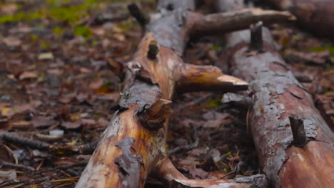 camera gliding and moving over some fallen pine trees that are brown and decaying in focus and footage slowly moves up revealing the autumn forest during day time light. moss on ground and greenery.
