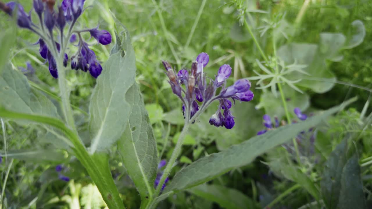 Purple flower buds grow between soft green leaves in gentle garden shade.