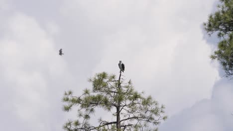 osprey sits on a treetop as a turkey vulture floats by