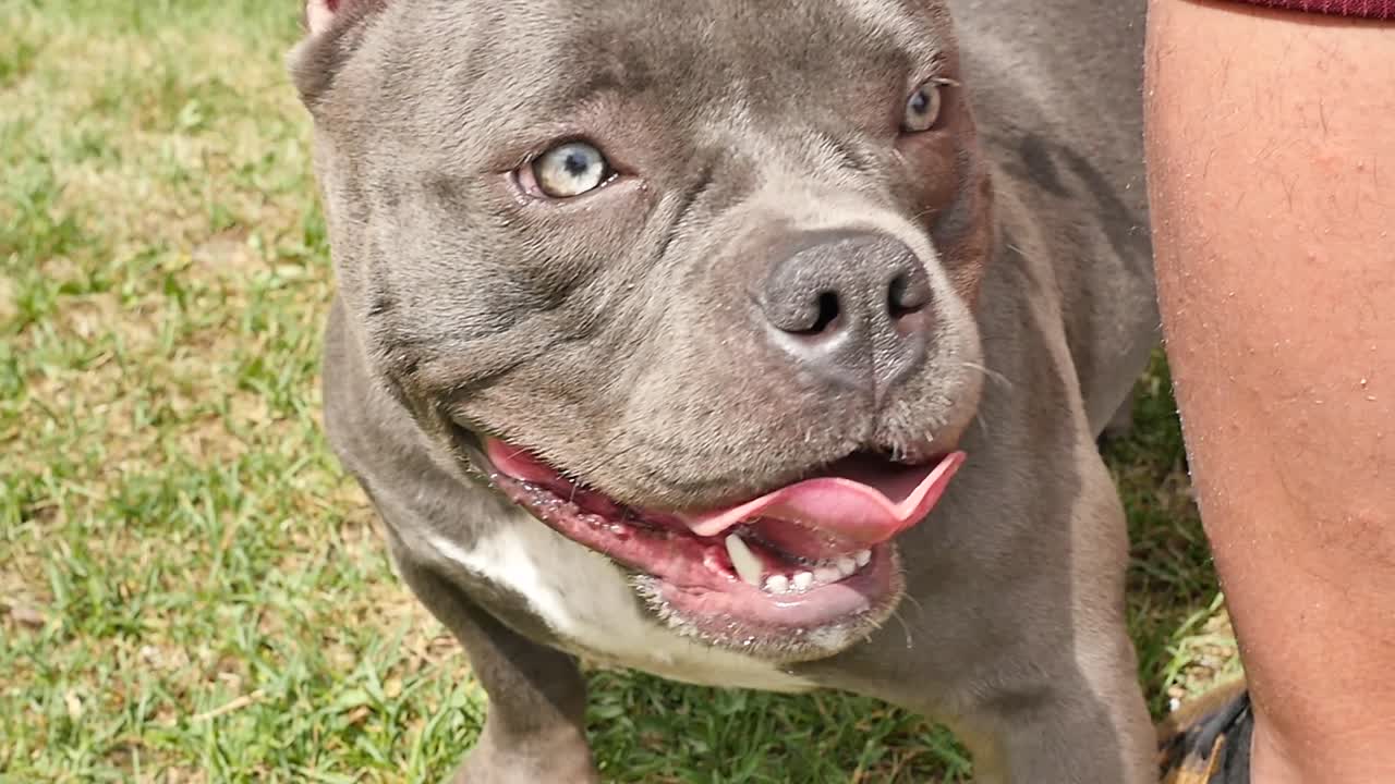 공원에서 주인 옆에 서 있는 짧고 튼튼한 개