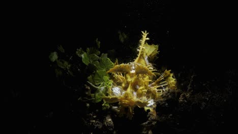 rinopias de criaturas marinas raras y espectaculares con iluminación subacuática creativa