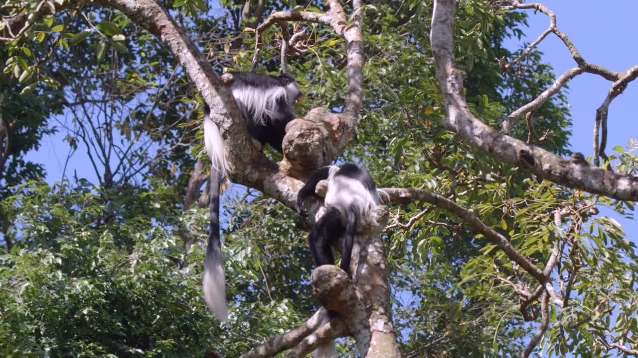 un par de monos colobus blancos y negros sentados en una rama de árbol en un día soleado
