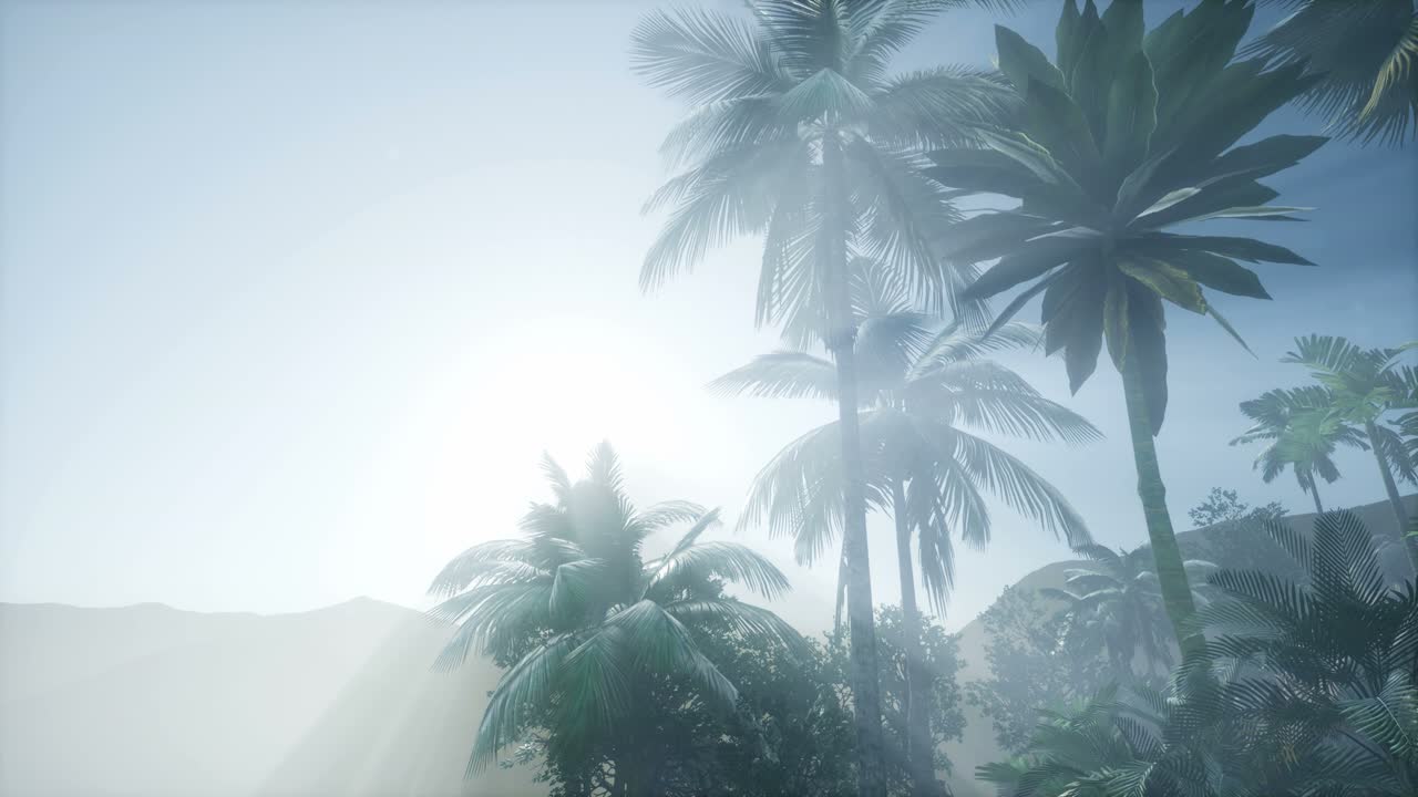 Sunset Beams through Palm Trees