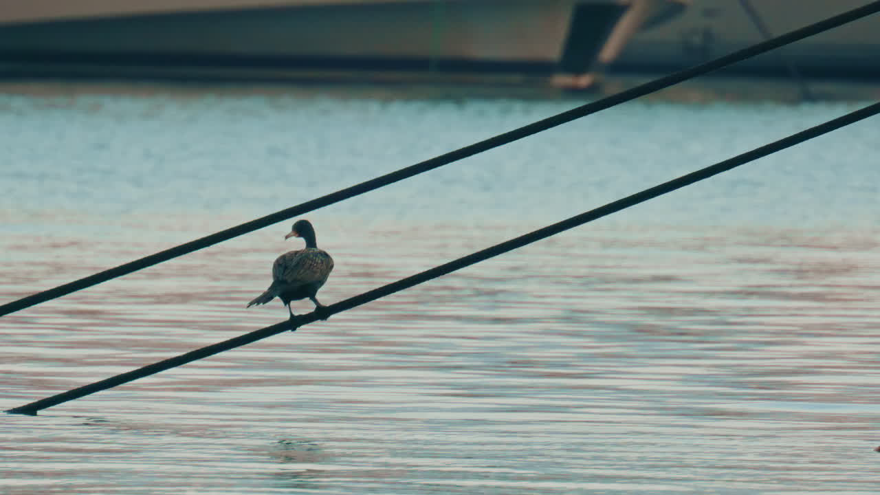 A seabird perched on taut ropes above calm harbor water