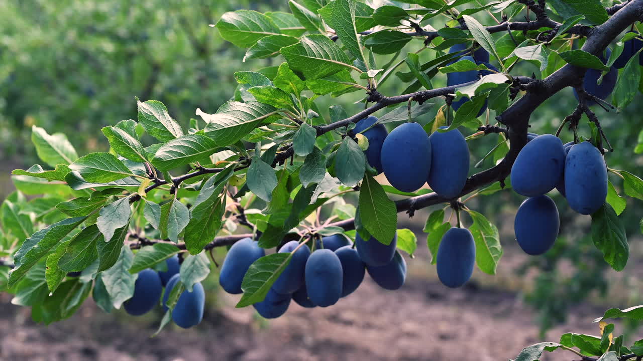 Close up of ripe blue plums hanging on a tree branch in a summer orchard