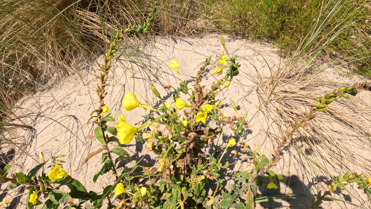 Yellow Oenothera drummondii flowers gently move in the wind on sandy dunes under bright sunlight, with dry grasses and green foliage in Dunkirk, France