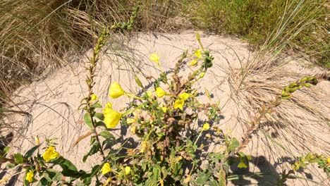 yellow oenothera drummondii flowers gently move in the wind on sandy dunes under bright sunlight, with dry grasses and green foliage in dunkirk, france