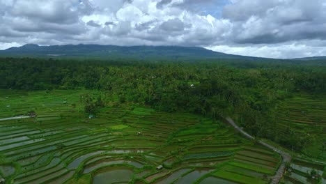 el reverso revela campos de cultivo de arroz inundados rodeados de verdosa selva tropical