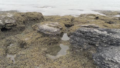 aerial view above rocky seaweed seafront coast rock pool landscape