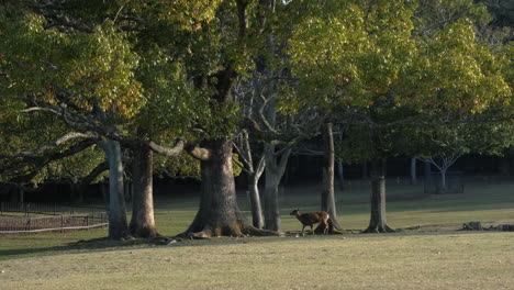 a wild deer in nara park in japan