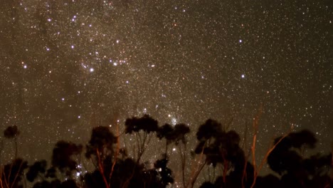 a stunning view of stars twinkling over dark tree silhouettes, capturing the serene beauty of the night sky.
