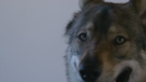 wolf stares at the camera