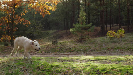 Un-Lindo-Cachorro-De-Golden-Retriever-Corre-Por-Un-Sendero-En-Un-Pintoresco-Bosque-Otoñal.-Iluminación-Cinematográfica-Antes-Del-Atardecer