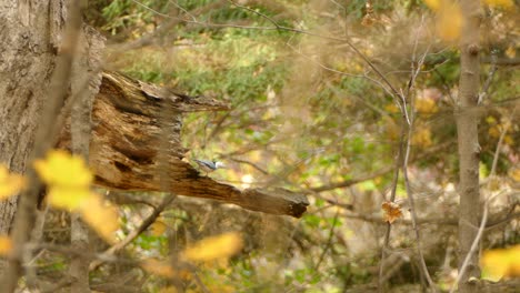 white breasted nuthatch jumping on stump of large broken branch in autumn forest