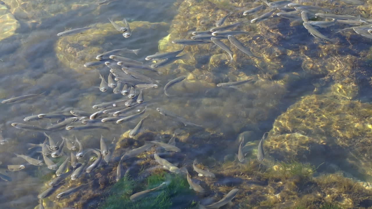School of fishes in the sea. Time lapse. Fishes under water
