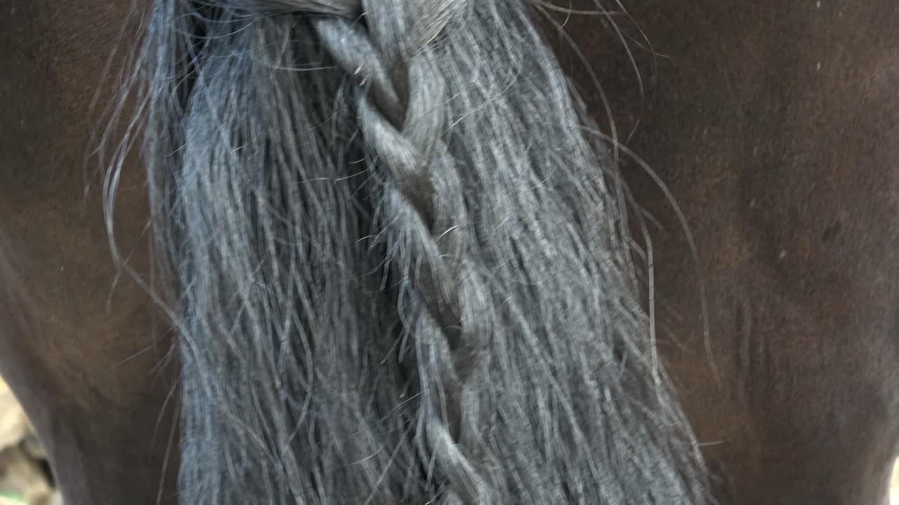 cola de caballo frisón con trenza. hermosa trenza en una cola en un caballo.