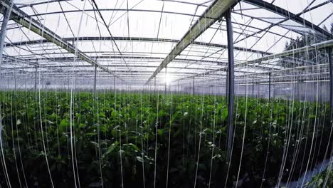 row of green plants in greenhouse 4k