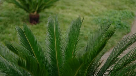 vibrant green palm fronds in focus with a blurred garden background