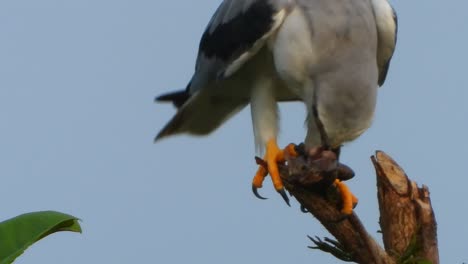 black-shoulder-kite-eating-pray-.