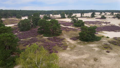 Antena-De-Campos-De-Brezo-Púrpura-En-Dunas-De-Arena