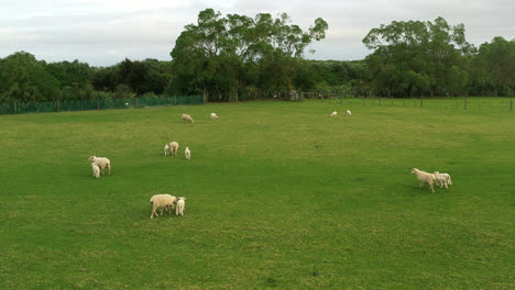 Drohnenaufnahmen-Eines-Schafparks-In-Neuseeland