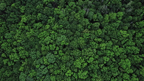 top down view of autumn forest