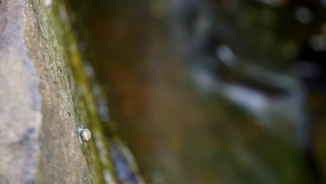 time-lapse y time-exposition en un estanque de agua dulce