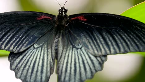 a black back wings of a butterfly