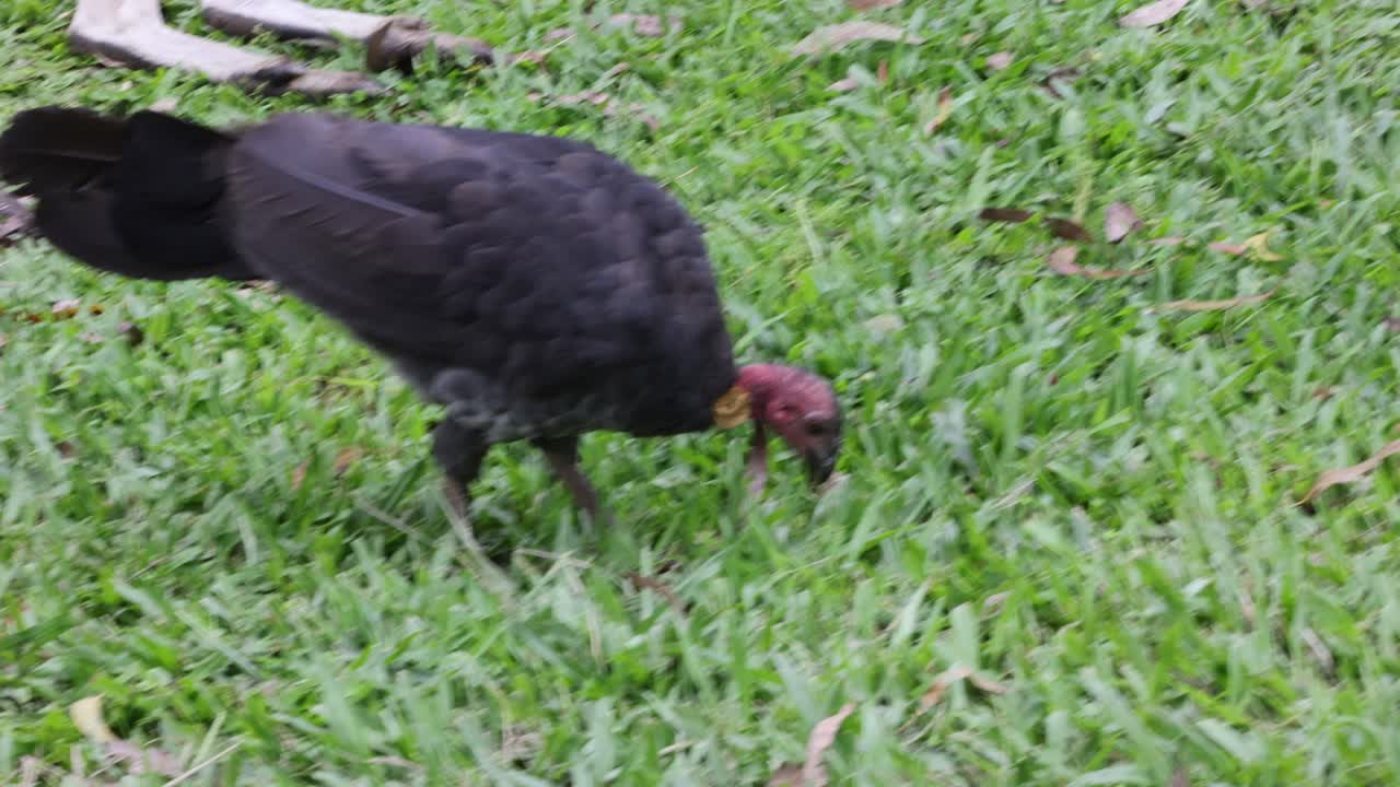un pájaro picoteando en la hierba