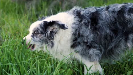 Cute-border-collie-dog-eats-grass-and-greens-outdoor