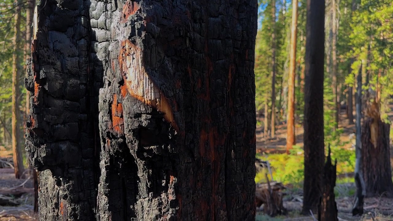 Tampilan dekat batang pohon bekas terbakar dengan kulit kayu hitam hangus di hutan Sierra Nevada California, menggambarkan kerusakan akibat kebakaran hutan, ketahanan hutan, dan dampak api pada ekosistem hutan