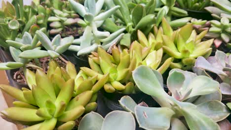 una sutil panorámica horizontal y una vista más cercana de cactus en macetas negras