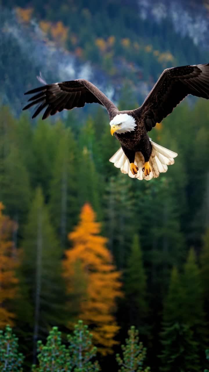Aerial view of a bald eagle soaring over a forest with autumn colors
