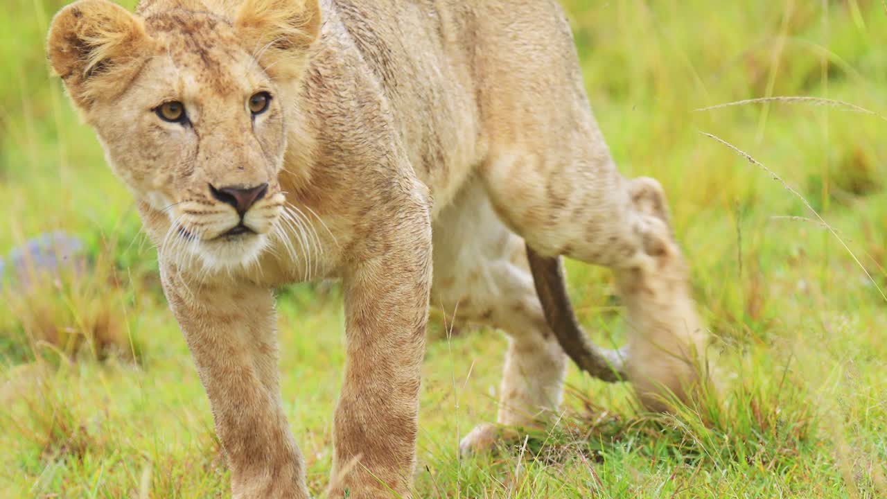 slow motion shot van een prachtige leeuwin die in het gras ligt en over de savanne waakt, afrikaans wild in het masai mara national reserve, kenia, afrika safari dieren in masai