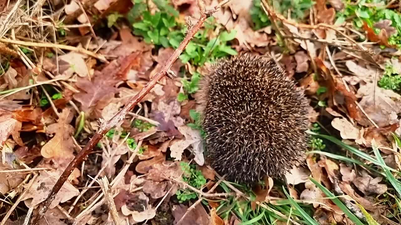 Schlafender, stacheliger Igel, eingerollt in Herbstlaub und Graswildnis.