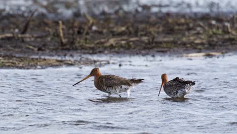 black-tailed godwits in a wetland