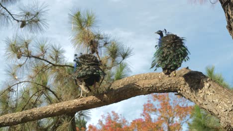 dos pavos reales en la rama de un árbol en un jardín japonés auburn, sydney