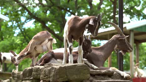 Goats-herd-on-sunny-day-resting-in-the-farm-meadow