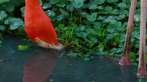 flamingo foraging in water at nakhon ratchasima