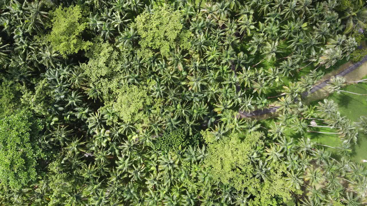 imágenes de viaje de arriba hacia abajo de un bosque de palmeras en la isla de la reunión