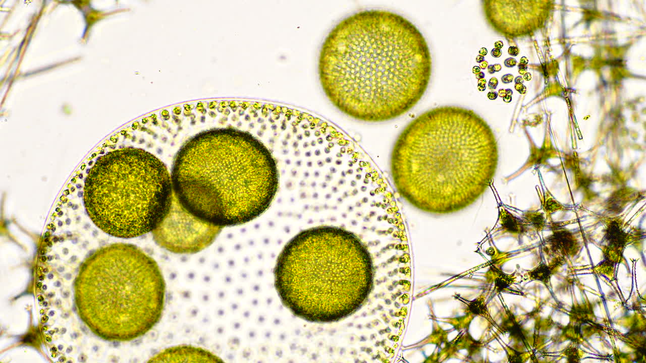 Microscopic View of Volvox Colonies and Other Pond Microorganisms
