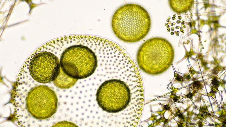 Microscopic View of Volvox Colonies and Other Pond Microorganisms