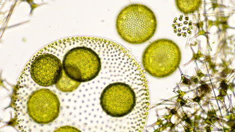 microscopic view of volvox colonies and other pond microorganisms