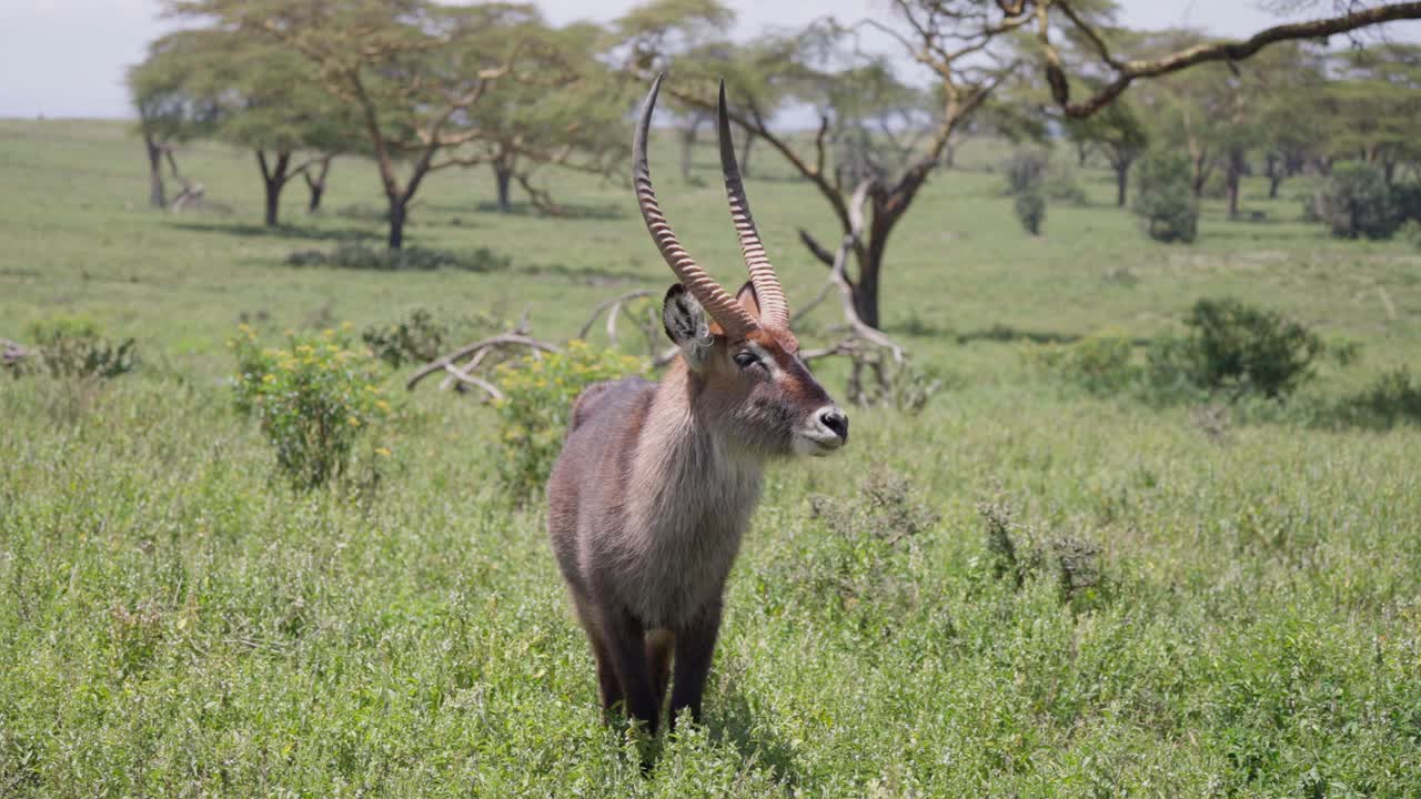 Un esemplare maschio adulto di waterbuck in piedi in una lussureggiante prateria verde con alberi di acacia sullo sfondo a Crescent Island, Kenya